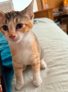Sweet Tart -  Calico and Domestic Short Hair Cat for Adoption in Miami, Oklahoma - Sweet Tart | PetCurious