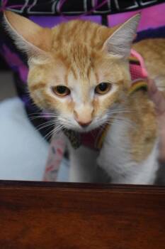 Bella  (Community Spay) -  Domestic Short Hair Cat for Adoption in Pahrump, Nevada - Bella  (Community Spay) | PetCurious