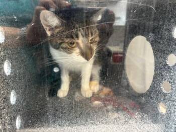 Cleocatra -  Domestic Short Hair Cat for Adoption in New York, New York - Cleocatra | PetCurious