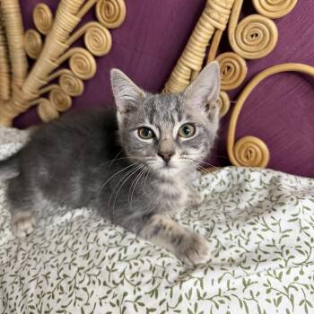 Claritan -  Domestic Short Hair Cat for Adoption in Chattanooga, Tennessee - Claritan | PetCurious