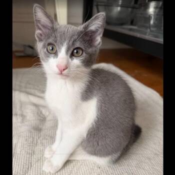 Samantha (Female Kitten) -  Domestic Short Hair Cat for Adoption in Los Altos, California - Samantha (Female Kitten) | PetCurious