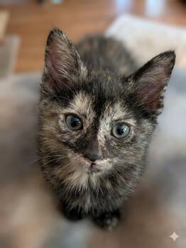 Domestic Short Hair Cats Available for Adoption in Irvine, California - Cheyenne | PetCurious