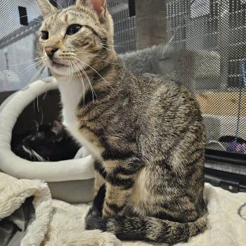 Tabby Cats Available for Adoption in Richmond, Virginia - Cordoba  | PetCurious