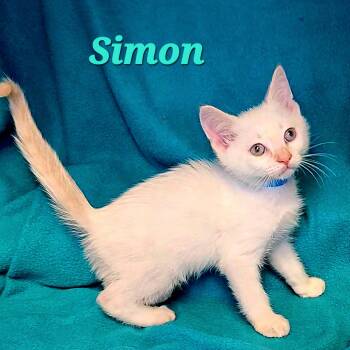 Siamese Cats Available for Adoption in Macon, Georgia - Simon | PetCurious