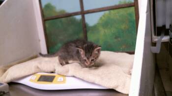 TINA -  Domestic Short Hair Cat for Adoption in Houston, Texas - TINA | PetCurious