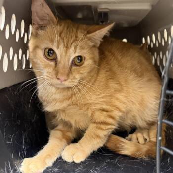 Domestic Short Hair Cats Available for Adoption - Plank (9) | PetCurious