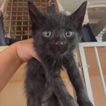 Wolfgang -  Domestic Medium Hair Cat for Adoption in Morgan Hill, California - Wolfgang | PetCurious