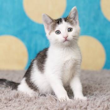Rescue Domestic Short Hair Cats for Adoption in Saint Paul, Minnesota - Malone | PetCurious