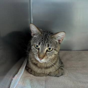 Domestic Short Hair Cats Available for Adoption in Council Bluffs, Iowa - Tally | PetCurious