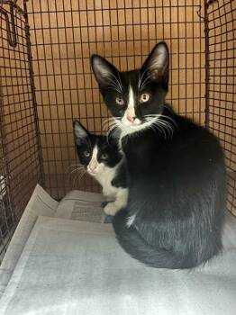Twisty -  Domestic Short Hair Cat for Adoption in Austin, Texas - Twisty | PetCurious