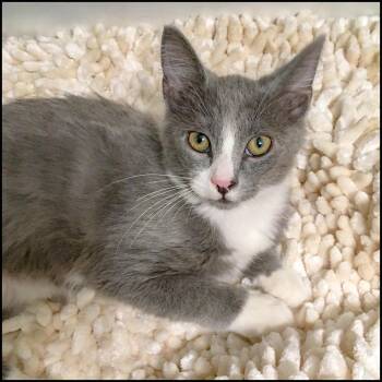 Rescue Domestic Medium Hair Cats for Adoption in Roswell, Georgia - Alister | PetCurious