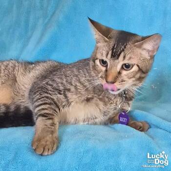 Domestic Short Hair Cats Available for Adoption - Ricky | PetCurious