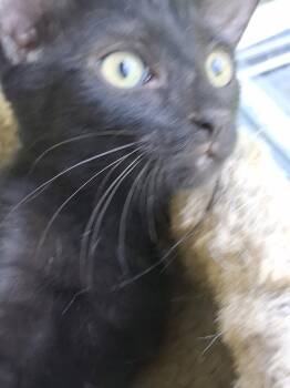 Aggy -  Domestic Short Hair Cat for Adoption in Oviedo, Florida - Aggy | PetCurious