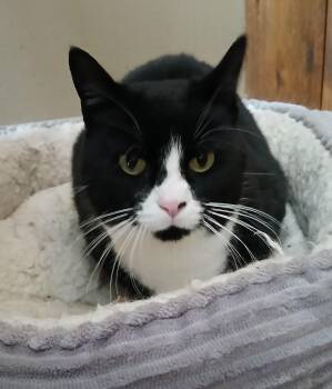 Rescue Domestic Short Hair Cats for Adoption in Germansville, Pennsylvania - Polly Pocket | PetCurious