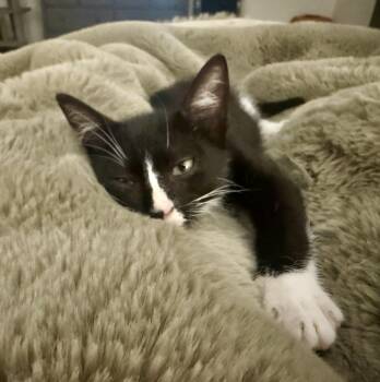 Domestic Short Hair and Tuxedo Cats Available for Adoption in Houston, Texas - Astronaut (1st Kitten In Space) | PetCurious