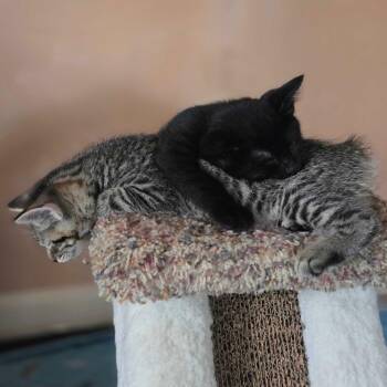 Frankie -  Domestic Short Hair Cat for Adoption in Wilsonville, Oregon - Frankie | PetCurious
