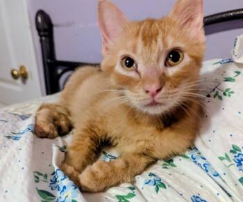 Cat Damon -  Domestic Short Hair Cat for Adoption in Lenexa, Kansas - Cat Damon | PetCurious
