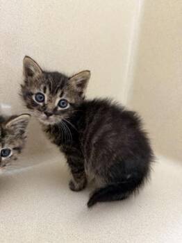 Warren -  Domestic Short Hair Cat for Adoption in Pequot Lakes, Minnesota - Warren | PetCurious