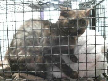 BABY MOMMA -  Domestic Short Hair Cat for Adoption in Houston, Texas - BABY MOMMA | PetCurious