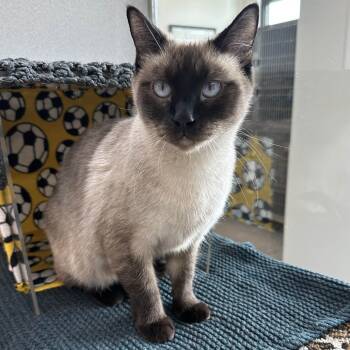Rescue Siamese Cats for Adoption in Hailey, Idaho - Charlotte | PetCurious