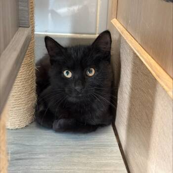 Rescue Domestic Short Hair Cats for Adoption in New York, New York - Binx | PetCurious