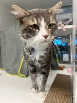 Skywalker (ID 52041) -  Domestic Medium Hair Cat for Adoption in Manassas, Virginia - Skywalker (ID 52041) | PetCurious