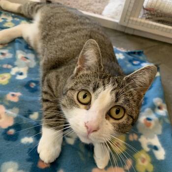 Domestic Short Hair Cats Available for Adoption - Marmalade | PetCurious