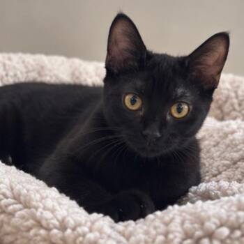 Raven -  Domestic Short Hair Cat for Adoption in Jupiter, Florida - Raven | PetCurious