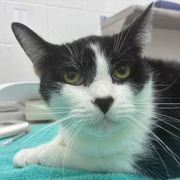 Domestic Short Hair Cats Available for Adoption in Corpus Christi, Texas - Boomer | PetCurious