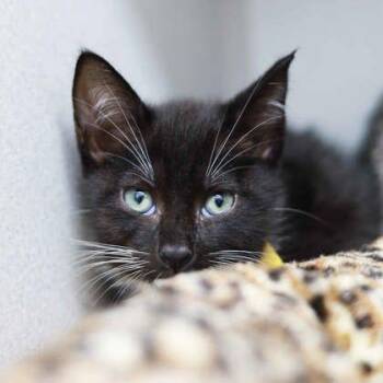 Enoki -  Domestic Short Hair Cat for Adoption in Atlanta, Georgia - Enoki | PetCurious