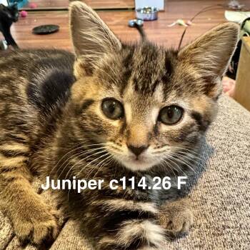 Foster Juniper -  Domestic Short Hair and Tiger Cat for Adoption in Batavia, New York - Foster Juniper | PetCurious