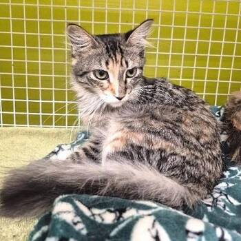 Mable torbie -  Torbie Cat for Adoption in Millcreek, Utah - Mable Torbie | PetCurious