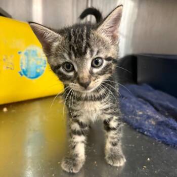 Zebby (blue collar) -  Domestic Short Hair Cat for Adoption in Manhattan, Kansas - Zebby (blue Collar) | PetCurious