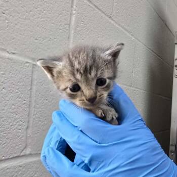 Jade -  Domestic Short Hair Cat for Adoption in Harrisonburg, Virginia - Jade | PetCurious