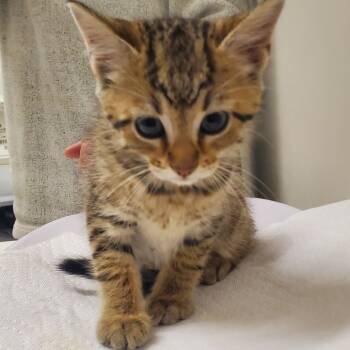 Rescue Domestic Short Hair Cats for Adoption in Chattanooga, Tennessee - Mimosa | PetCurious