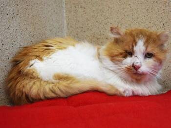 Domestic Medium Hair Cats Available for Adoption - REGINALD | PetCurious