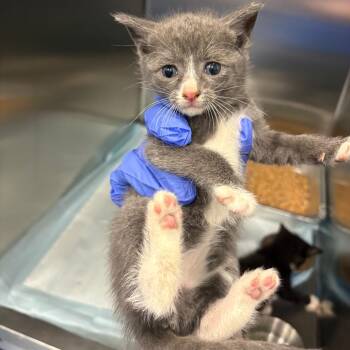 Twix -  Domestic Short Hair Cat for Adoption in Greensboro, North Carolina - Twix | PetCurious