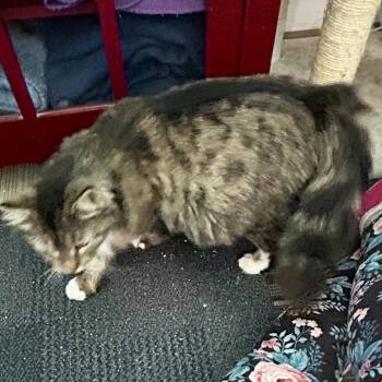 Shera -  Domestic Long Hair Cat for Adoption in Moses Lake, Washington - Shera | PetCurious
