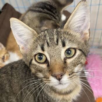 Cairo -  Domestic Short Hair Cat for Adoption in Brownsboro, Alabama - Cairo | PetCurious