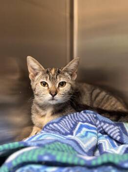 LA Flame -  Domestic Short Hair Cat for Adoption in Collierville, Tennessee - LA Flame | PetCurious