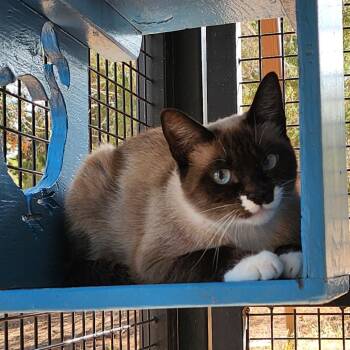Spencer -  Siamese and Snowshoe Cat for Adoption in Kanab, Utah - Spencer | PetCurious