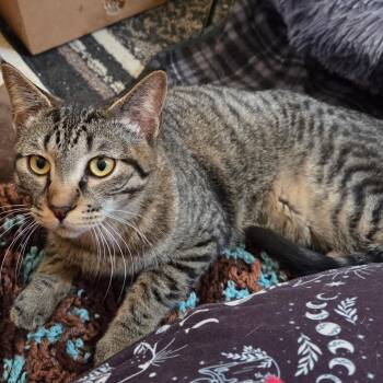 Domestic Short Hair Cats Available for Adoption in Minneapolis, Minnesota - Kanga | PetCurious