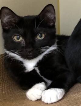 CATHY -  Domestic Short Hair Cat for Adoption in Dedham, Massachusetts - CATHY | PetCurious