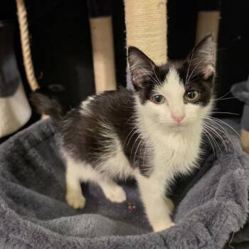 Nugget -  Domestic Short Hair Cat for Adoption in Bentonville, Arkansas - Nugget | PetCurious