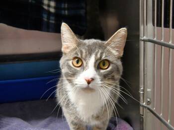 Smoke -  Domestic Short Hair Cat Available for Adoption in Fairhope, Alabama - Smoke | PetCurious