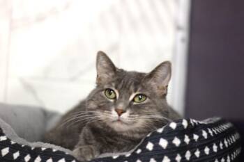 Chloe -  Domestic Short Hair Cat for Adoption in Rockford, Illinois - Chloe | PetCurious