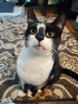 Rescue Domestic Short Hair Cats for Adoption - Chowder | PetCurious