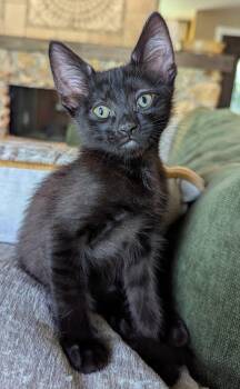 Washington -  Domestic Short Hair Cat for Adoption in Oviedo, Florida - Washington | PetCurious