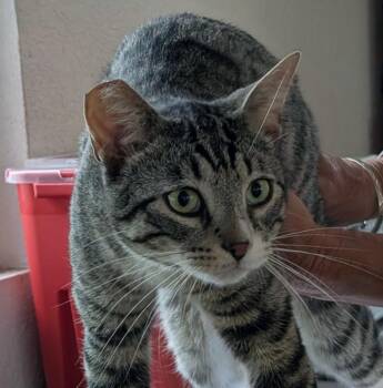 Custer -  Tabby Cat for Adoption - Custer | PetCurious