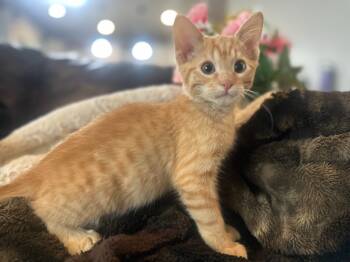 Rescue Domestic Short Hair Cats for Adoption in Millcreek, Utah - Jynx | PetCurious